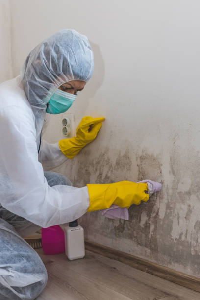 Best Comprehensive Air Testing for Mold Contaminants  in Jefferson, WI