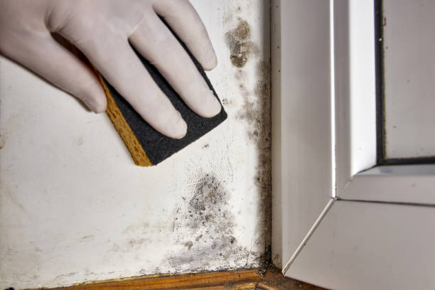 Best Mold Prevention Services  in Jefferson, WI