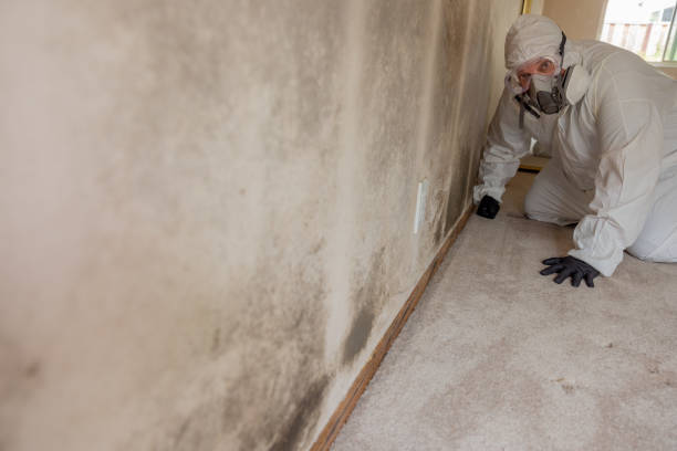 Best Mold Odor Removal Services  in Jefferson, WI